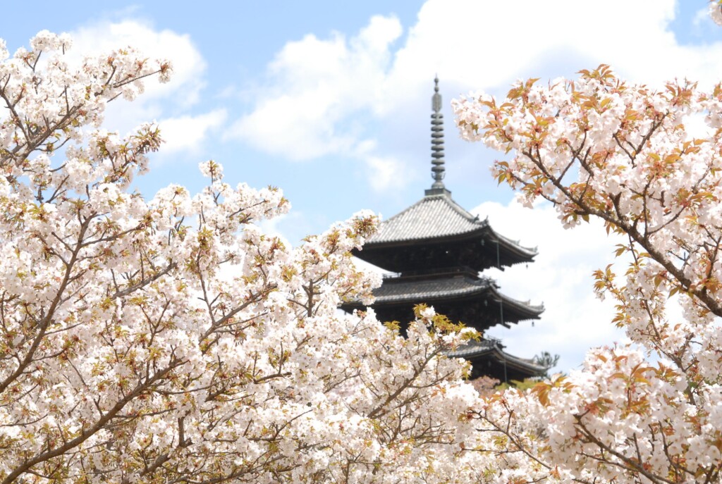 ROKU KYOTO×仁和寺 プライベート観桜宿泊プラン