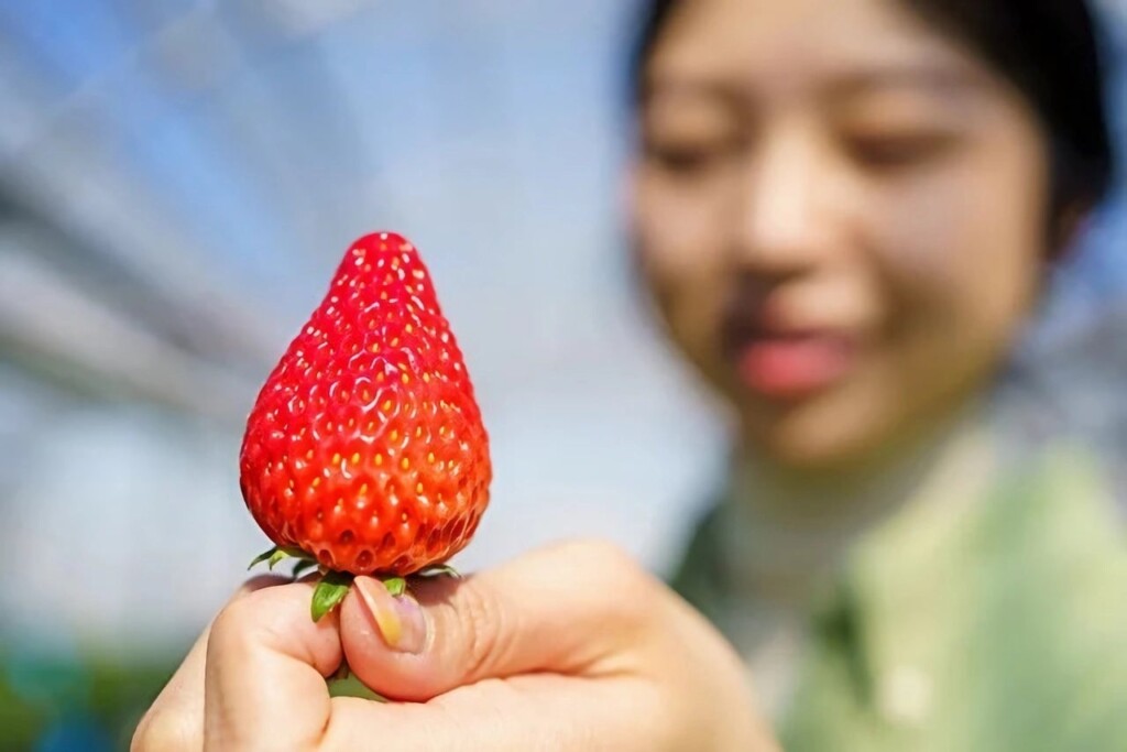 いちごは先端が一番甘いので、最後まで美味しく食べるにはヘタから食べるのがおすすめ