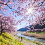 青野川沿いに咲き誇るみなみの桜（河津桜）