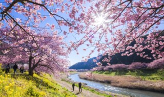 青野川沿いに咲き誇るみなみの桜（河津桜）