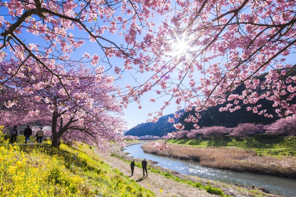 青野川沿いに咲き誇るみなみの桜（河津桜）