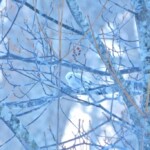 「雪の妖精」と呼ばれるシマエナガは北海道に棲む野鳥　全長約14センチの半分が尾で、体の部分だけだと日本最小の鳥です