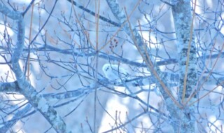 「雪の妖精」と呼ばれるシマエナガは北海道に棲む野鳥　全長約14センチの半分が尾で、体の部分だけだと日本最小の鳥です