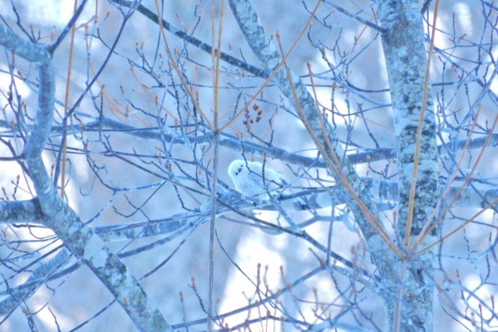 「雪の妖精」と呼ばれるシマエナガは北海道に棲む野鳥　全長約14センチの半分が尾で、体の部分だけだと日本最小の鳥です