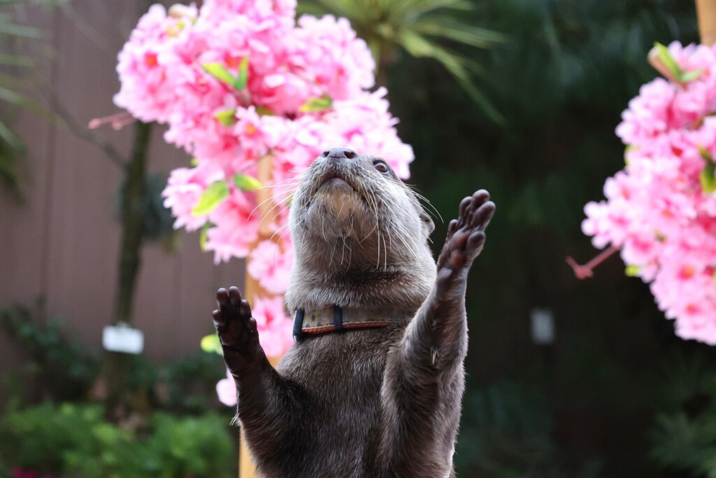 「カワウソのミニパフォーマンス ※イメージ」