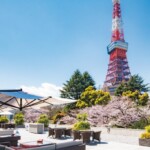 桜と東京タワーのビュー「カフェ＆バー タワービューテラス」