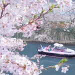 目黒川の桜とアニー号