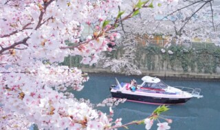 目黒川の桜とアニー号