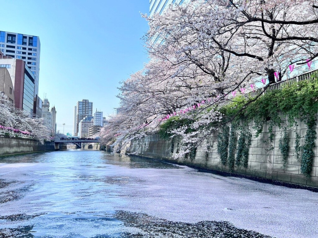 目黒川の水面に浮かぶ桜の花びら（花筏）