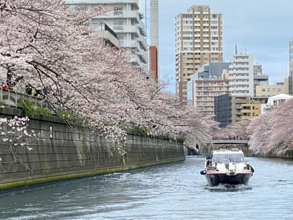 桜の名所目黒川は両岸に桜並木があり、船からはまるで桜のトンネルのように見える