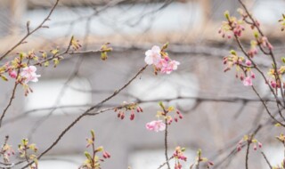 日本庭園の河津桜 （2024年2月5日9：00A.M. 撮影）