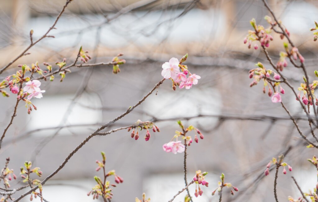 日本庭園の河津桜 （2024年2月5日9：00A.M. 撮影）