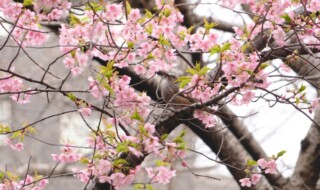 日本庭園の河津桜（2024年2月19日10：00A.M. 撮影）