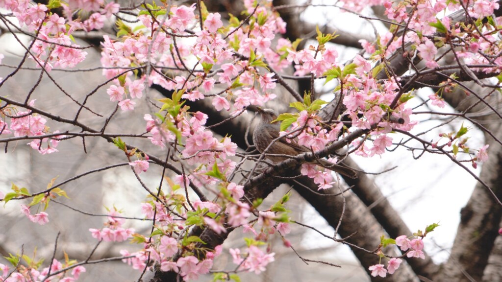 日本庭園の河津桜（2024年2月19日10：00A.M. 撮影）
