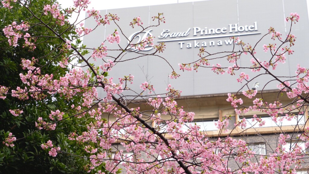 日本庭園の河津桜（2024年2月19日10：00A.M. 撮影）