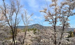 妙満寺の森「サクラ山」から比叡山を望む