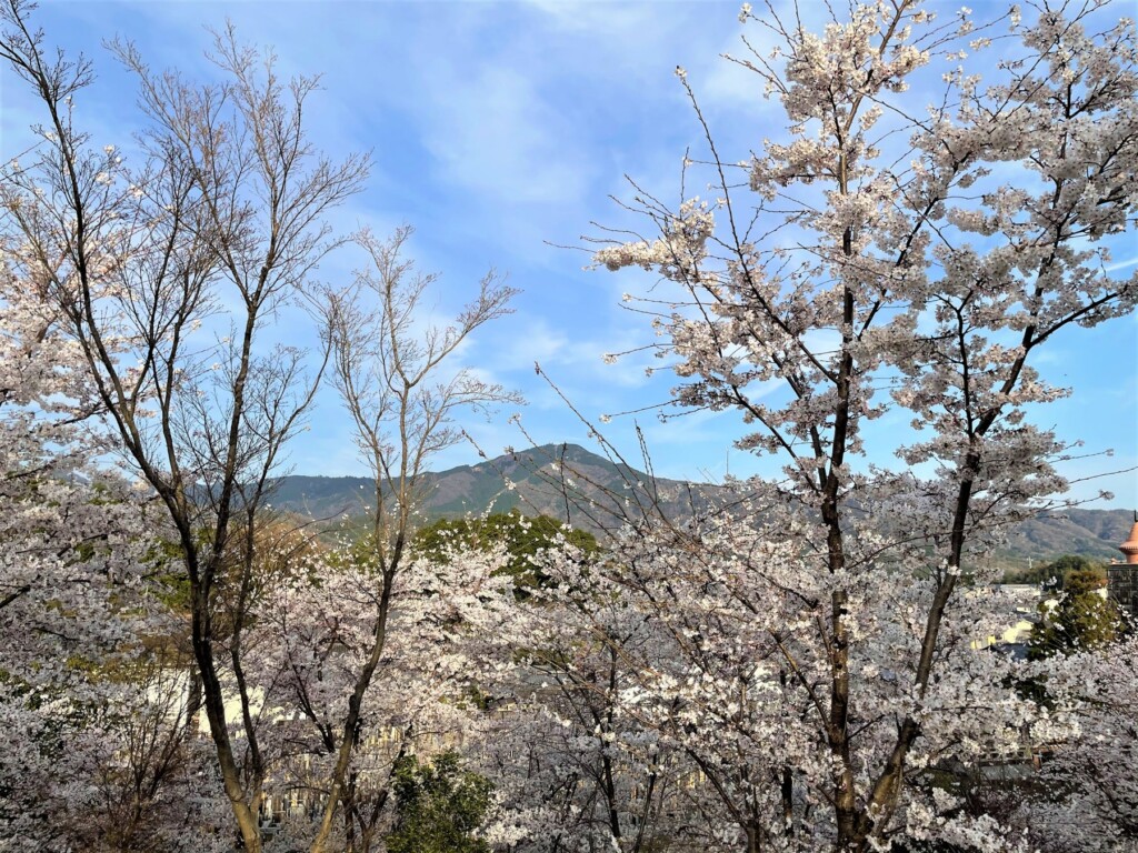 妙満寺の森「サクラ山」から比叡山を望む