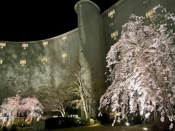 ホテル中庭 桜ライトアップ