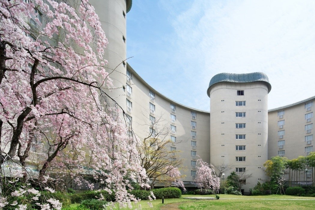ホテル中庭の桜