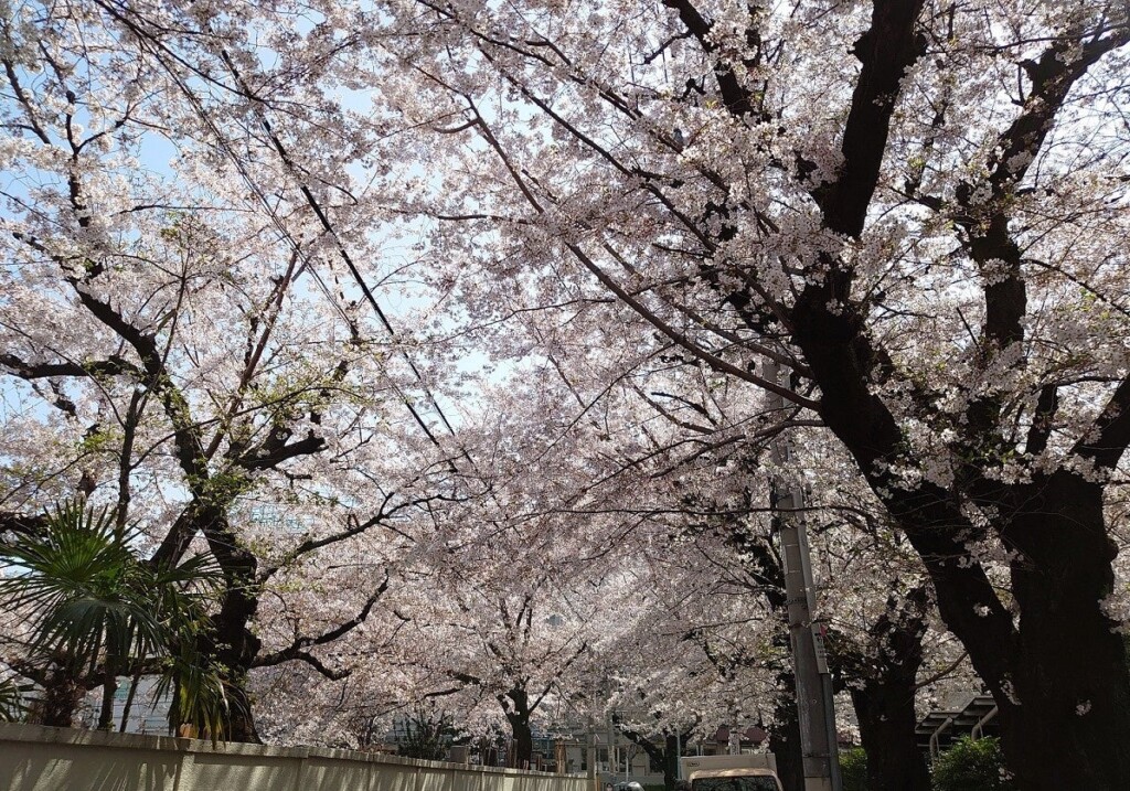 ソメイヨシノ発祥の地　駒込染井地区の桜トンネル(イメージ)