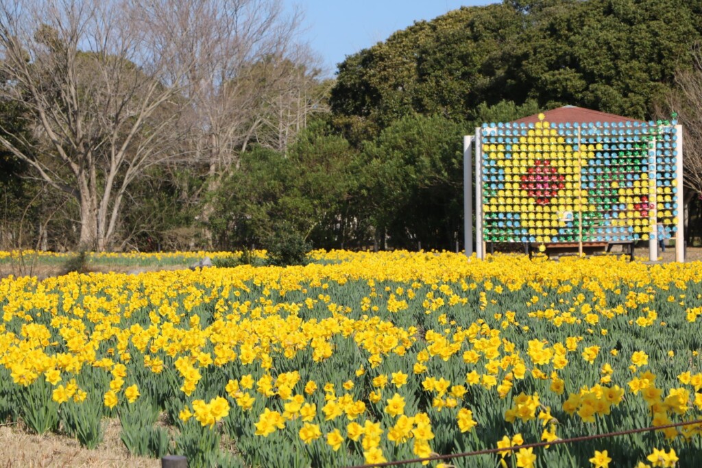 かざぐるまフォトスポットとセイヨウスイセン（２月１８日撮影）