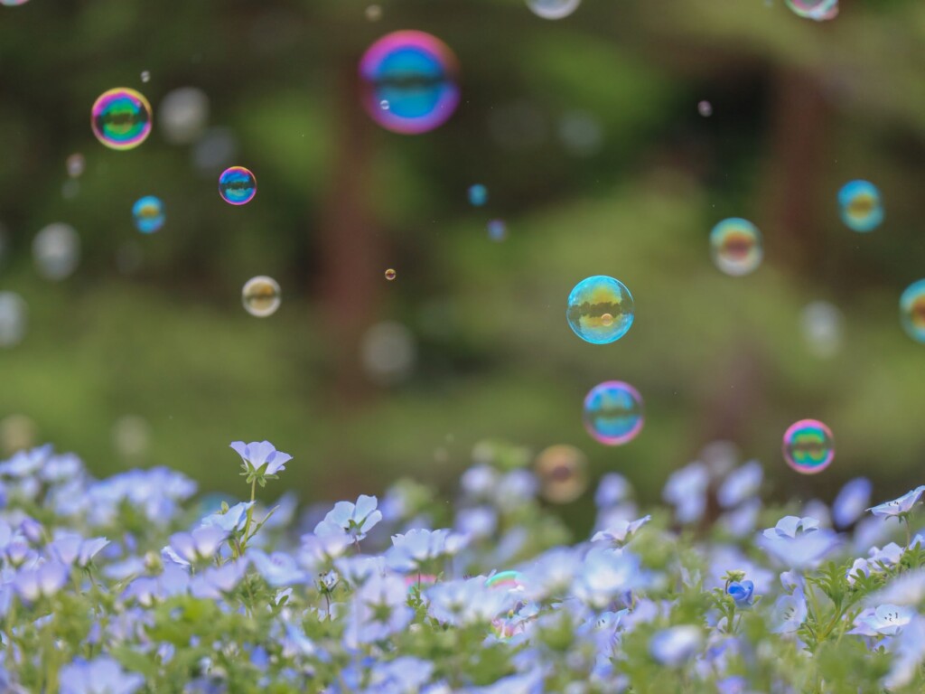 花畑にシャボン玉が舞う風景をお見逃しなく！