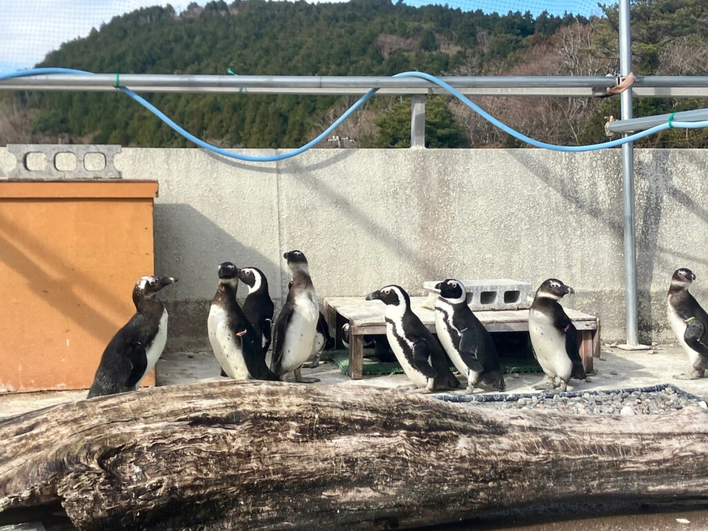 可愛いケープペンギン