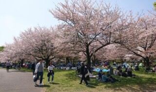 舎人公園の桜