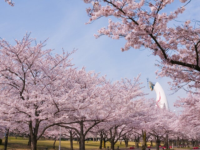 吹田：万博記念公園