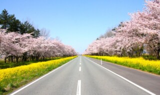 秋田～桜と菜の花が美しい～大潟村