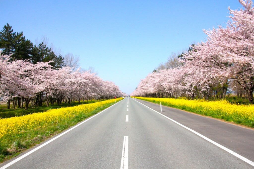 秋田～桜と菜の花が美しい～大潟村