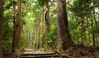 熊野古道　大門坂