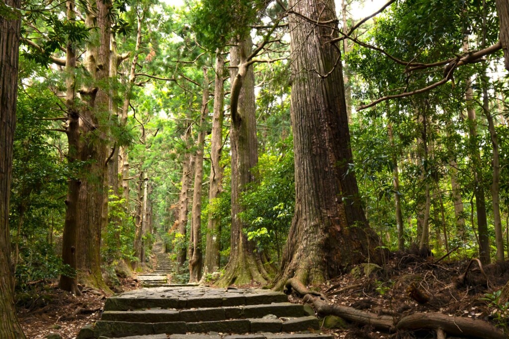 熊野古道　大門坂