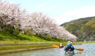 咲き誇るソメイヨシノを観賞しながらカヤック体験が楽しめる