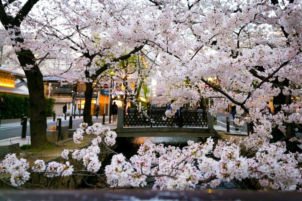 クロスホテル京都の東に位置する木屋町通は桜映えスポット。