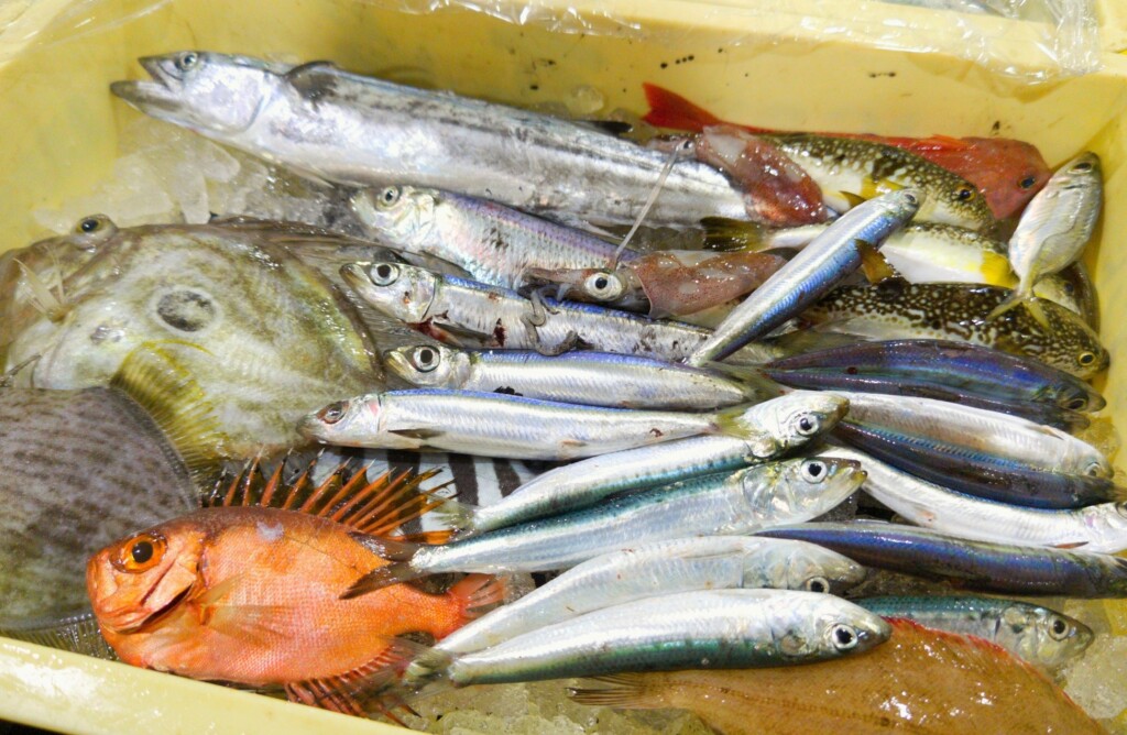 魚津漁港の低利用魚