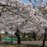 令和5年3月末の摂津峡公園「桜広場」の様子