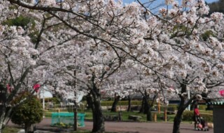 令和5年3月末の摂津峡公園「桜広場」の様子