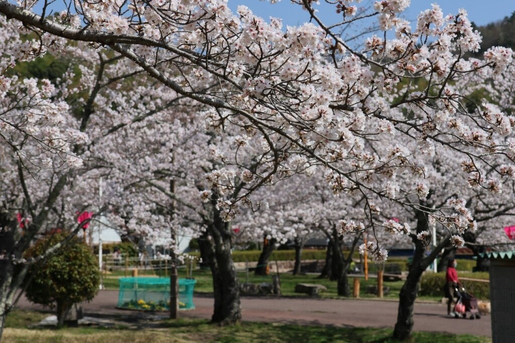 令和5年3月末の摂津峡公園「桜広場」の様子