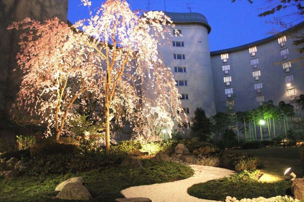 ホテル中庭 桜のライトアップ