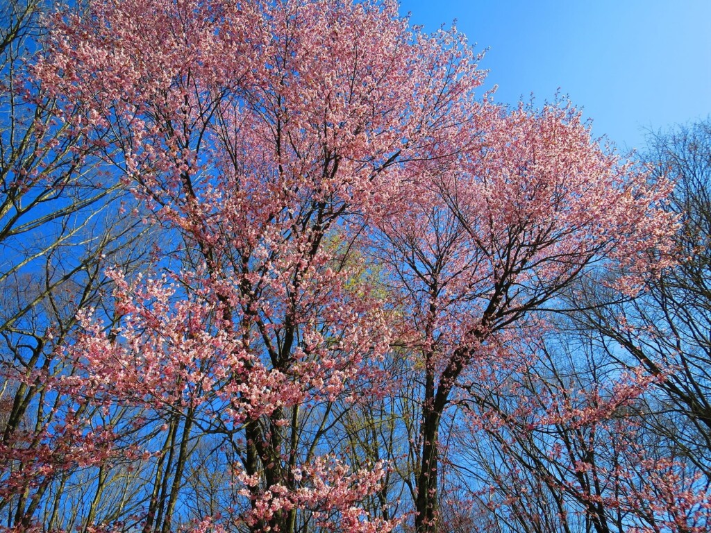 雫石ゴルフ場コース内の桜