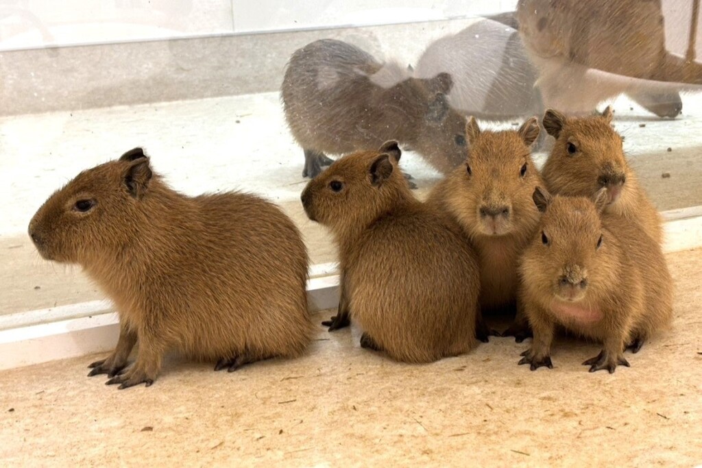 カピバラの5つ子の赤ちゃん