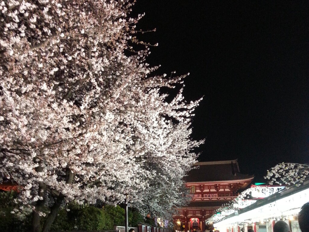 仲見世の夜桜　※人力車降車後、徒歩で散策いただけます