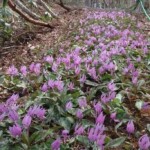 ７年もの期間をかけて成長するカタクリは年々数が少なくなってきており、鳥取県では絶滅危惧種にも認定されている希少な花です