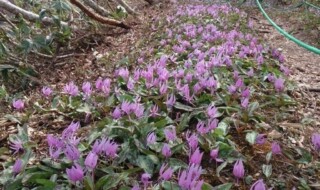 ７年もの期間をかけて成長するカタクリは年々数が少なくなってきており、鳥取県では絶滅危惧種にも認定されている希少な花です