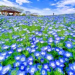 4月中旬から5月上旬にかけて、約12000㎡に120万本もの可憐なネモフィラが咲き、「花の丘」は一面が青く彩られます　 画像提供：福岡県観光連盟