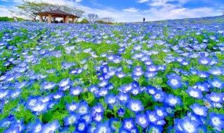 4月中旬から5月上旬にかけて、約12000㎡に120万本もの可憐なネモフィラが咲き、「花の丘」は一面が青く彩られます　 画像提供：福岡県観光連盟