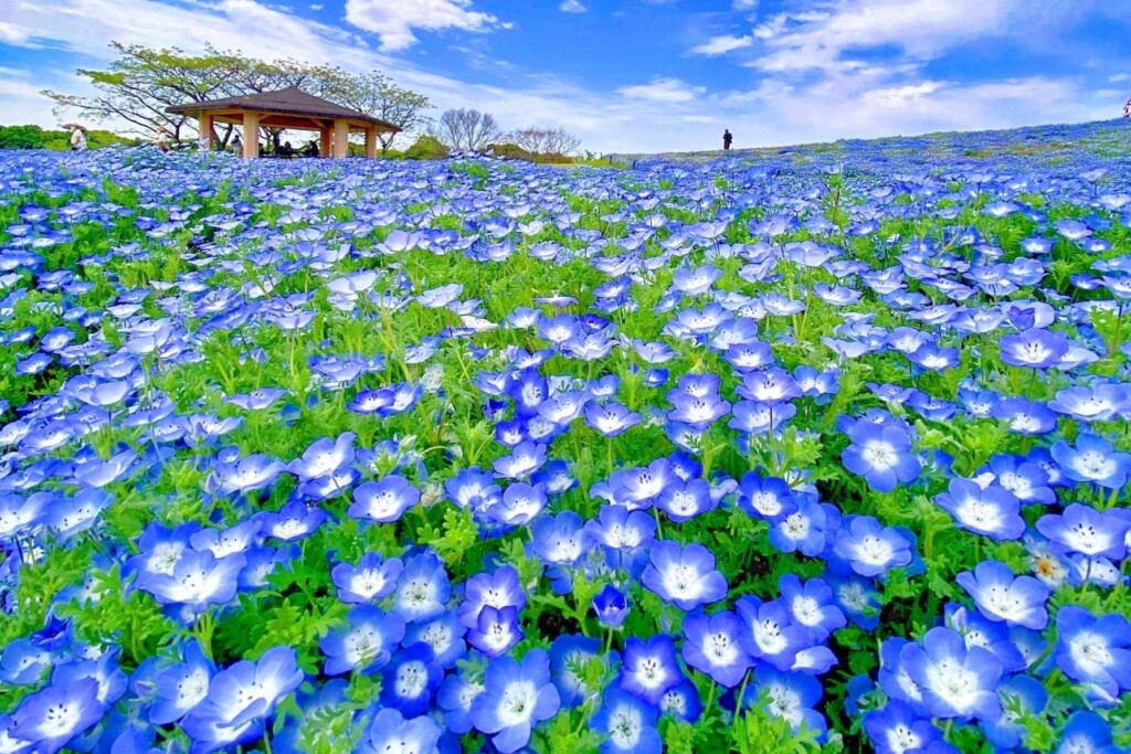 4月中旬から5月上旬にかけて、約12000㎡に120万本もの可憐なネモフィラが咲き、「花の丘」は一面が青く彩られます　 画像提供：福岡県観光連盟