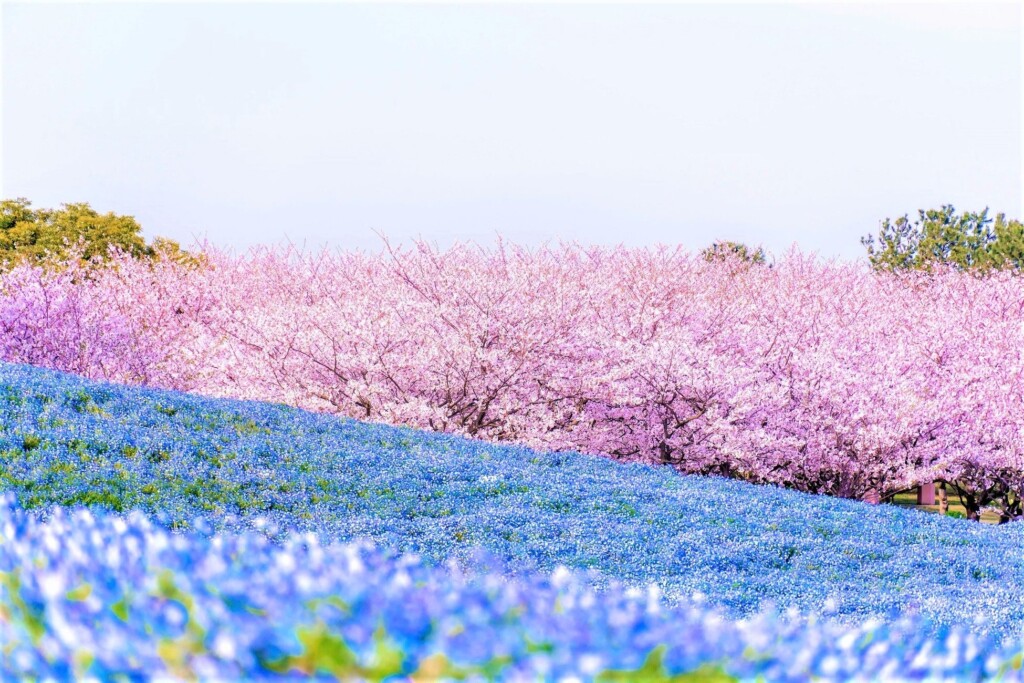 ４月上旬には120万本のネモフィラと桜の ブルーとピンクのコラボレーションが見事 画像提供：福岡県観光連盟