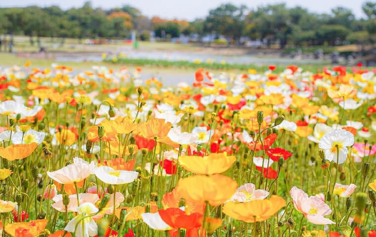 「彩の花壇」ではアイスランドポピー が咲き誇ります　画像提供：海の中道海浜公園